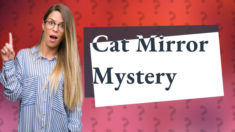 Cat Mirror Mystery