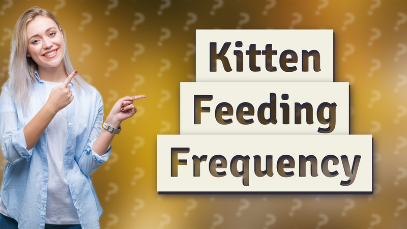 Kitten Feeding Frequency