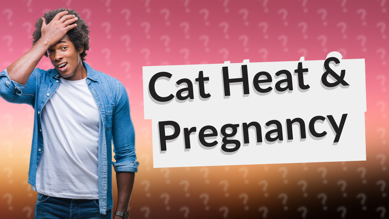 Cat Heat & Pregnancy
