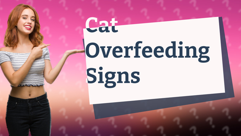 Cat Overfeeding Signs