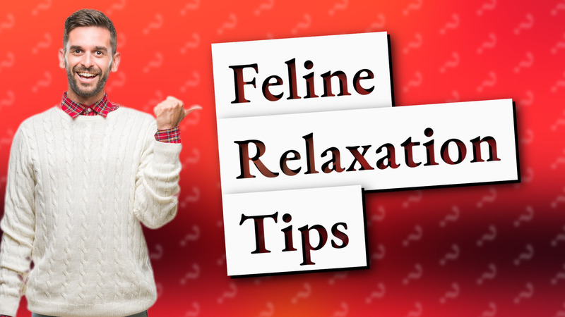 Feline Relaxation Tips