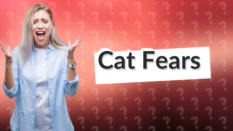 Cat Fears