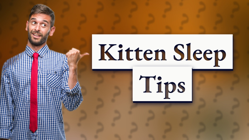 Kitten Sleep Tips