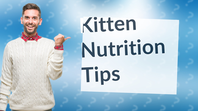 Kitten Nutrition Tips