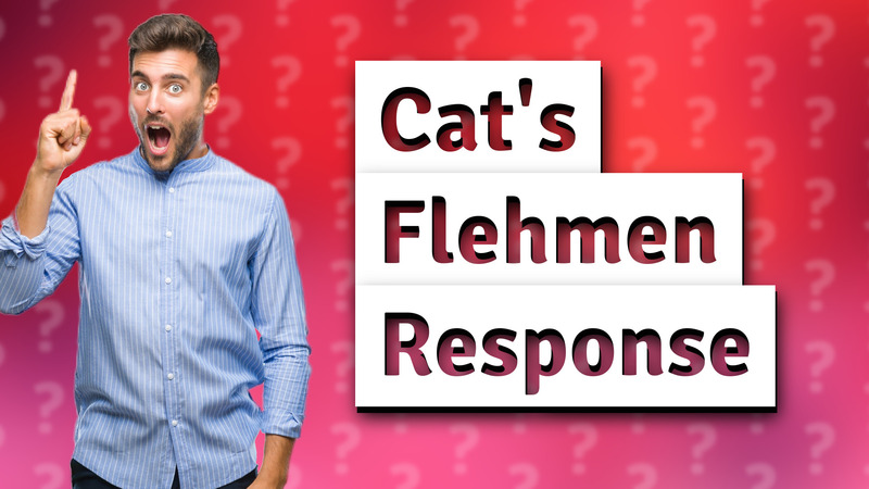 Cat's Flehmen Response