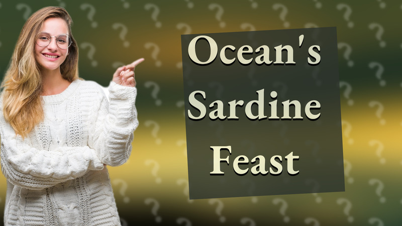 Ocean's Sardine Feast