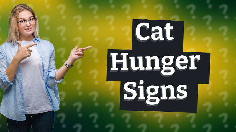 Cat Hunger Signs