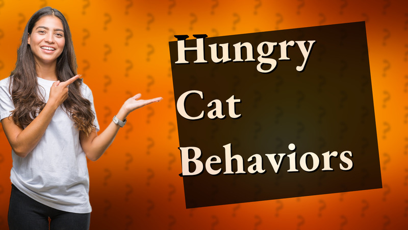 Hungry Cat Behaviors