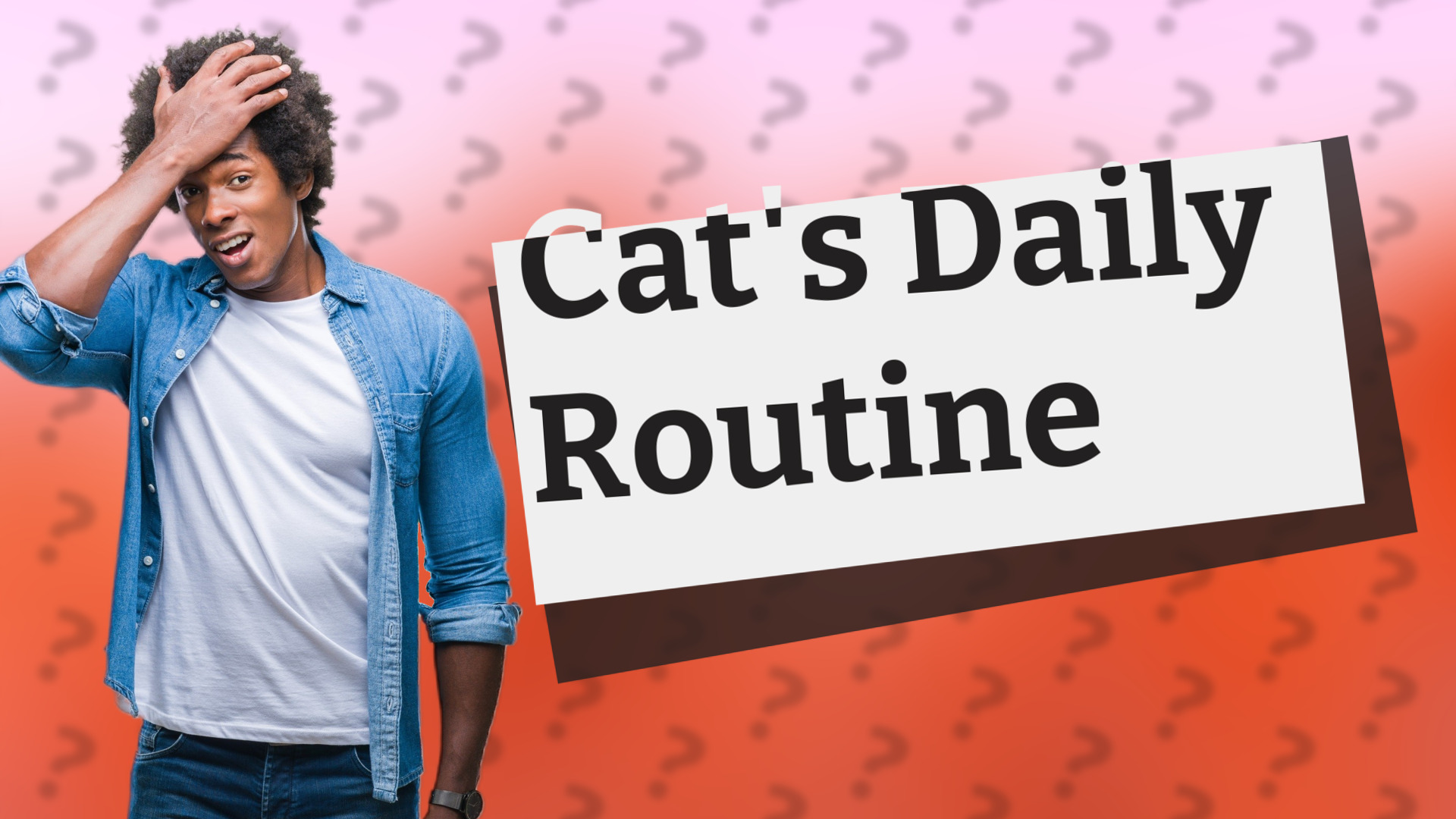Cat's Daily Routine