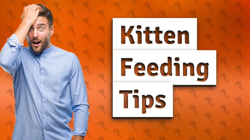 Kitten Feeding Tips