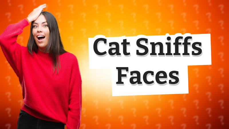 Cat Sniffs Faces