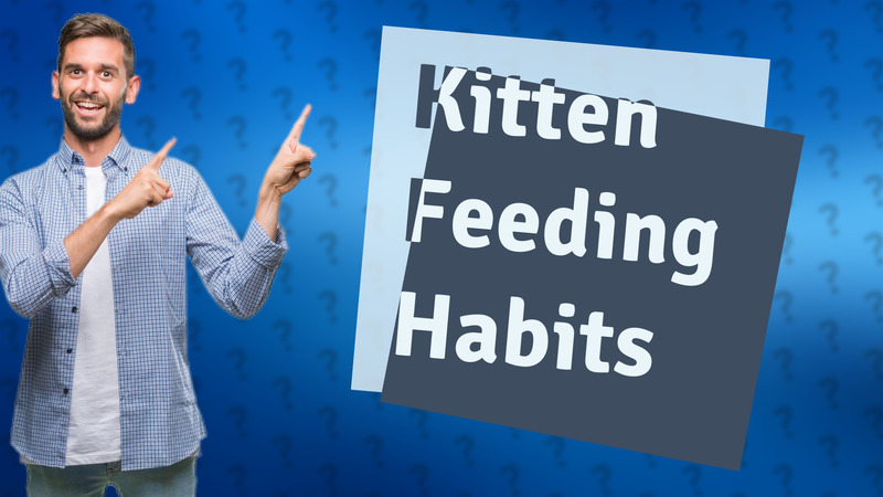 Kitten Feeding Habits