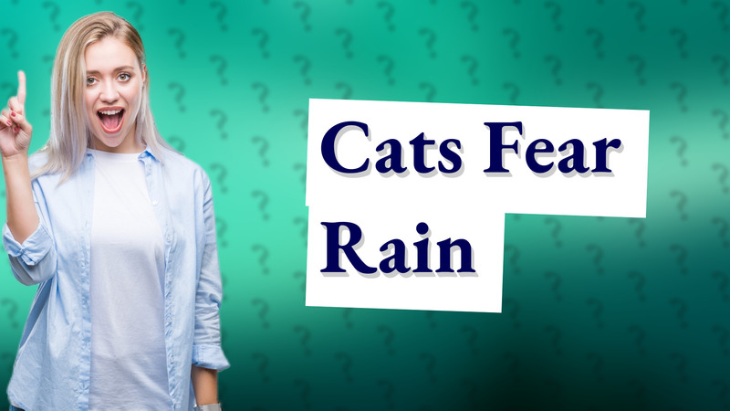 Cats Fear Rain