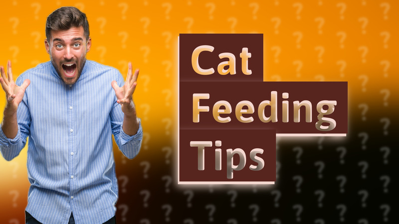 Cat Feeding Tips