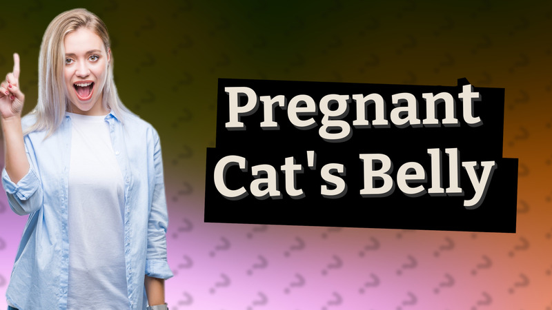 Pregnant Cat's Belly