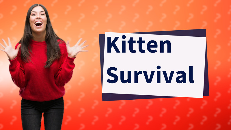 Kitten Survival