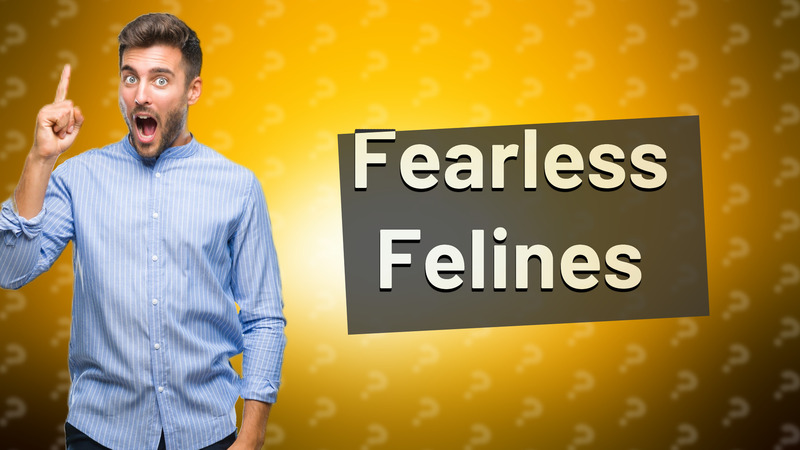 Fearless Felines