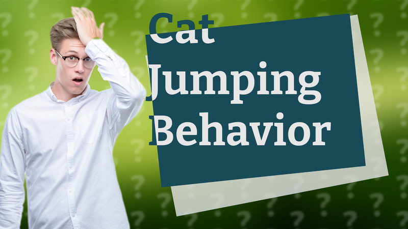 Cat Jumping Behavior
