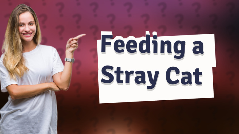 Feeding a Stray Cat