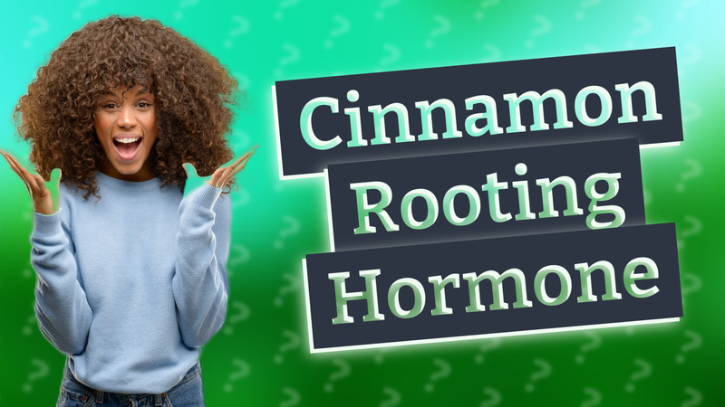 Cinnamon Rooting Hormone