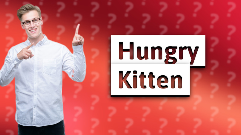 Hungry Kitten