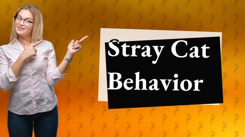 Stray Cat Behavior