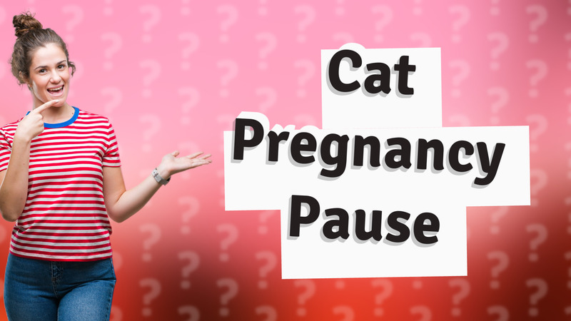 Cat Pregnancy Pause