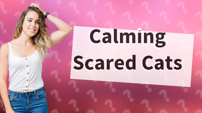 Calming Scared Cats
