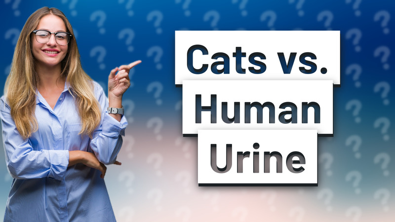 Cats vs. Human Urine