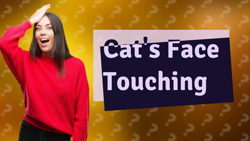Cat's Face Touching