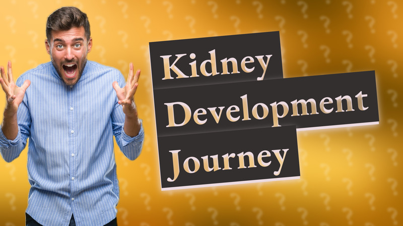 Kidney Development Journey