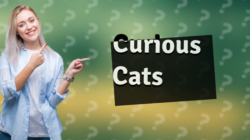 Curious Cats