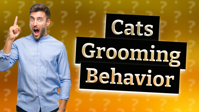 Cats Grooming Behavior