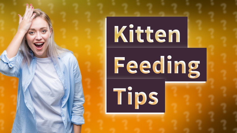 Kitten Feeding Tips