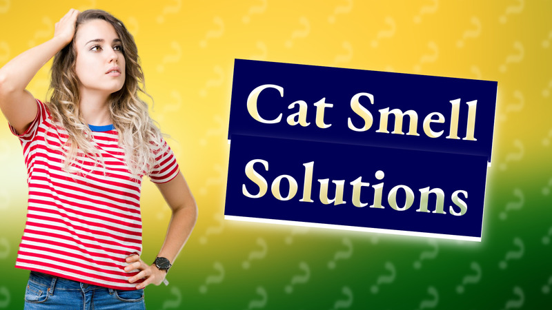 Cat Smell Solutions