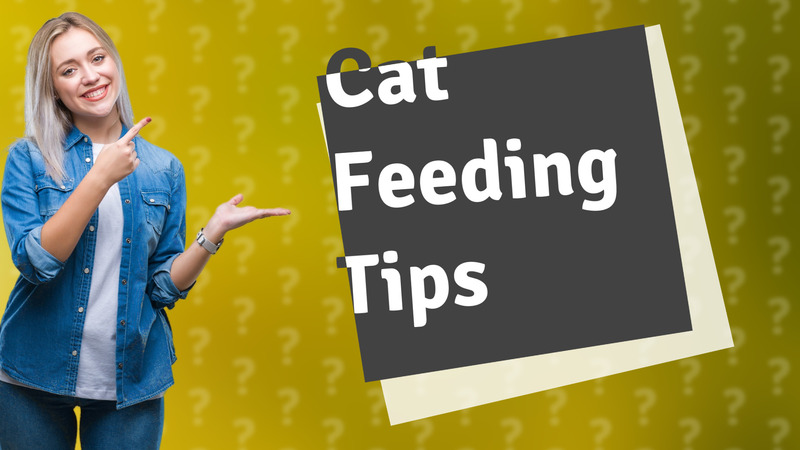 Cat Feeding Tips