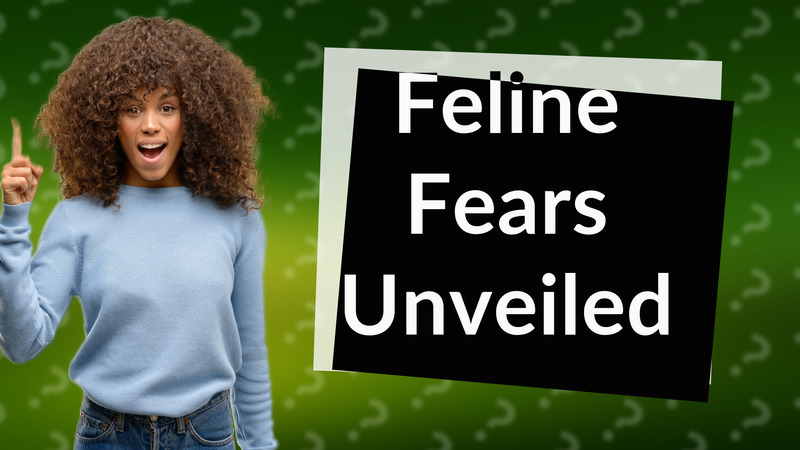Feline Fears Unveiled