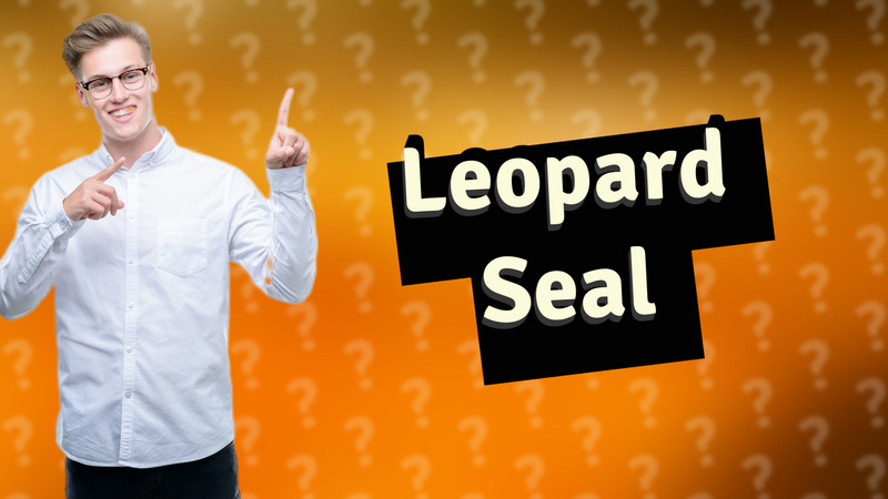 Leopard Seal