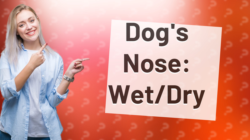 Dog's Nose: Wet/Dry