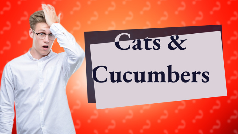 Cats & Cucumbers