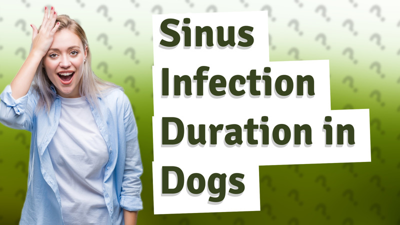 Sinus Infection Duration in Dogs