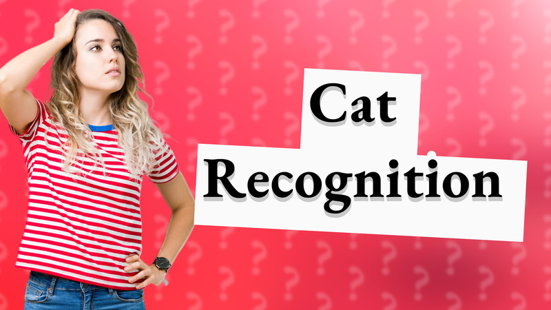 Cat Recognition