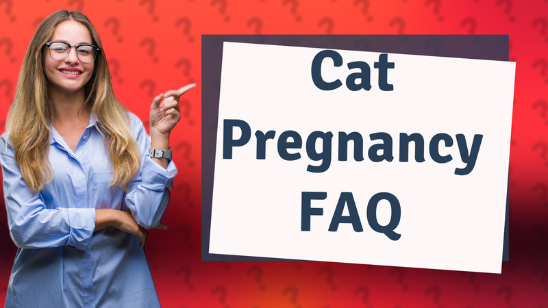 Cat Pregnancy FAQ
