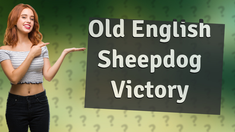Old English Sheepdog Victory