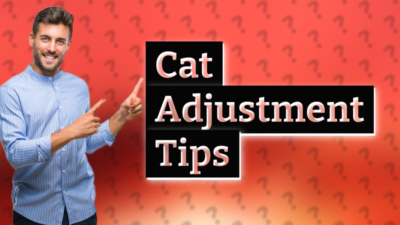 Cat Adjustment Tips