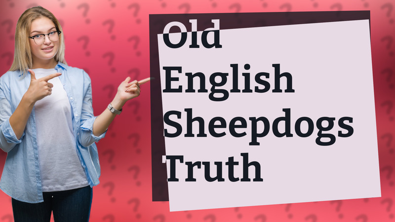 Old English Sheepdogs Truth