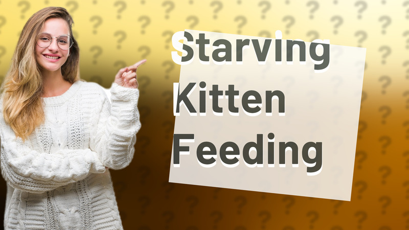 Starving Kitten Feeding