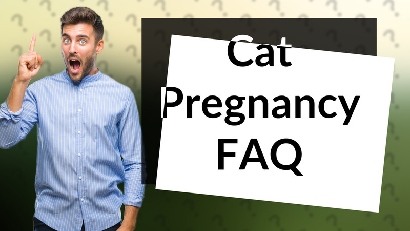 Cat Pregnancy FAQ
