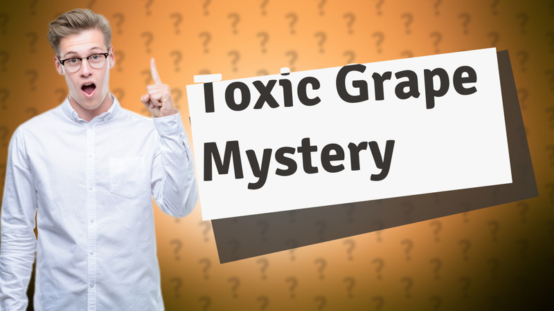 Toxic Grape Mystery