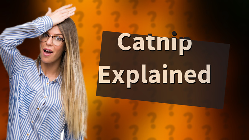 Catnip Explained